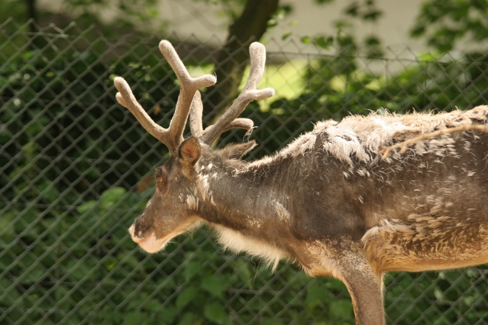 Zoo de Bale - 138